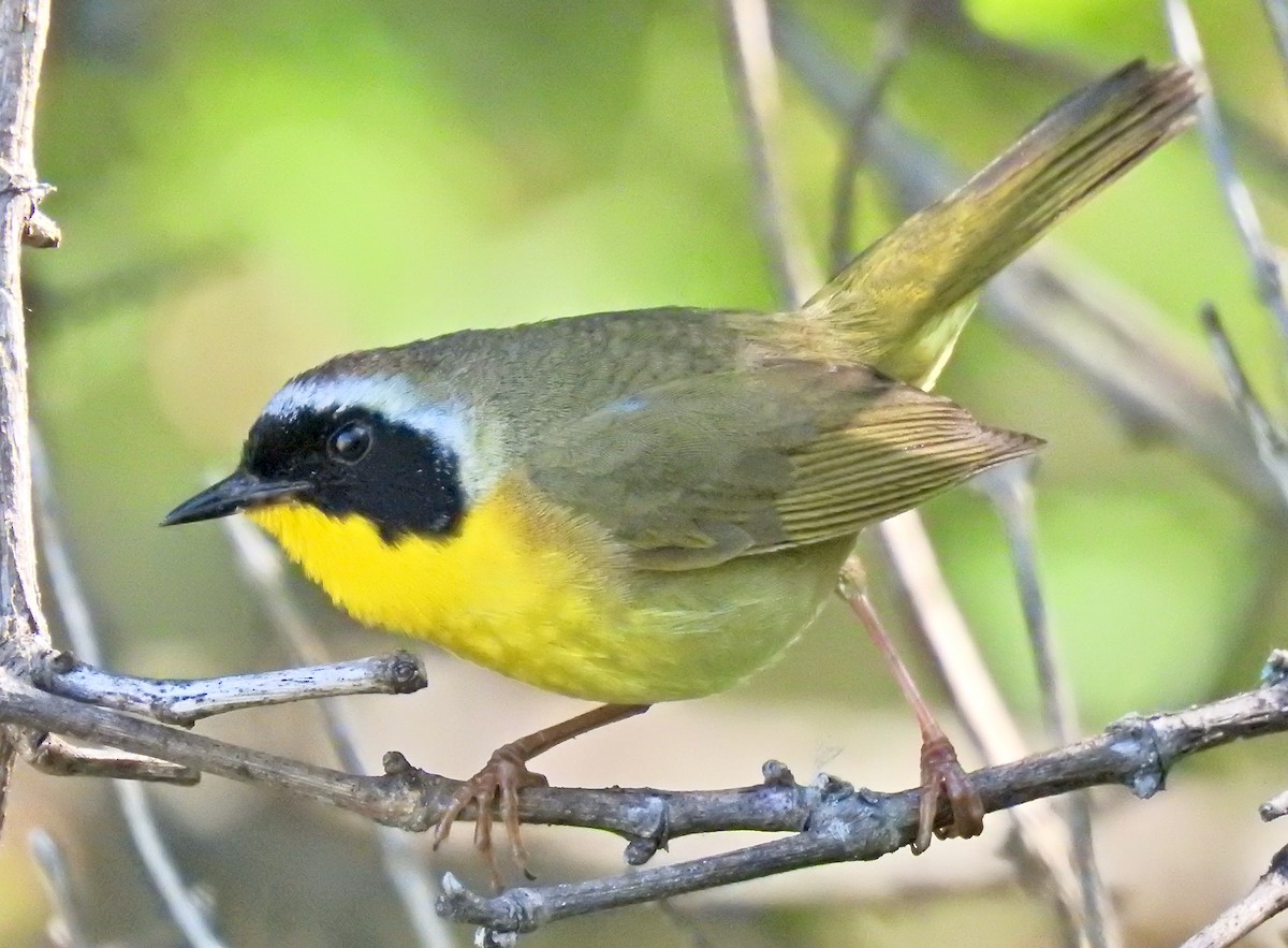 Common Yellowthroat - ML460787521