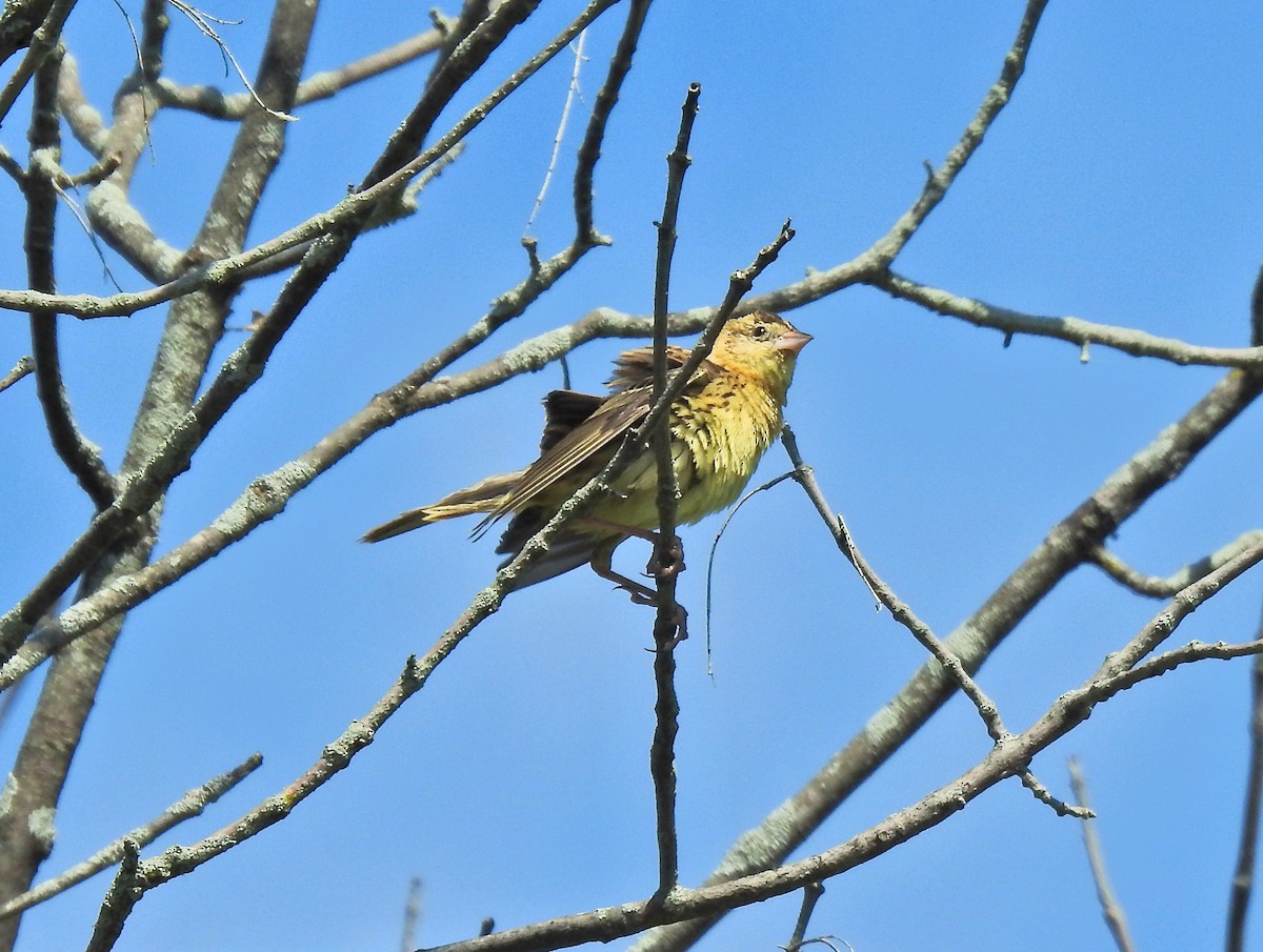 Bobolink - ML460787551