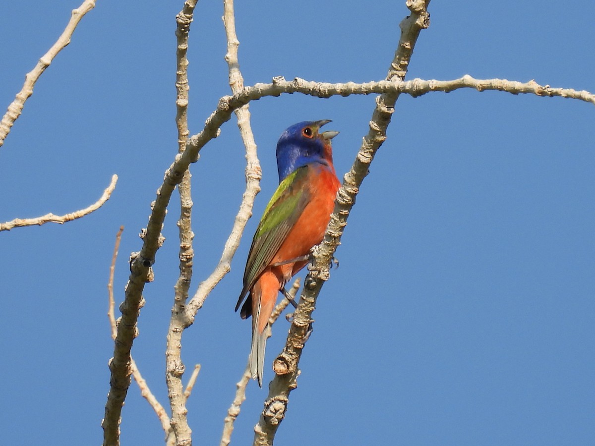 Painted Bunting - ML460788761