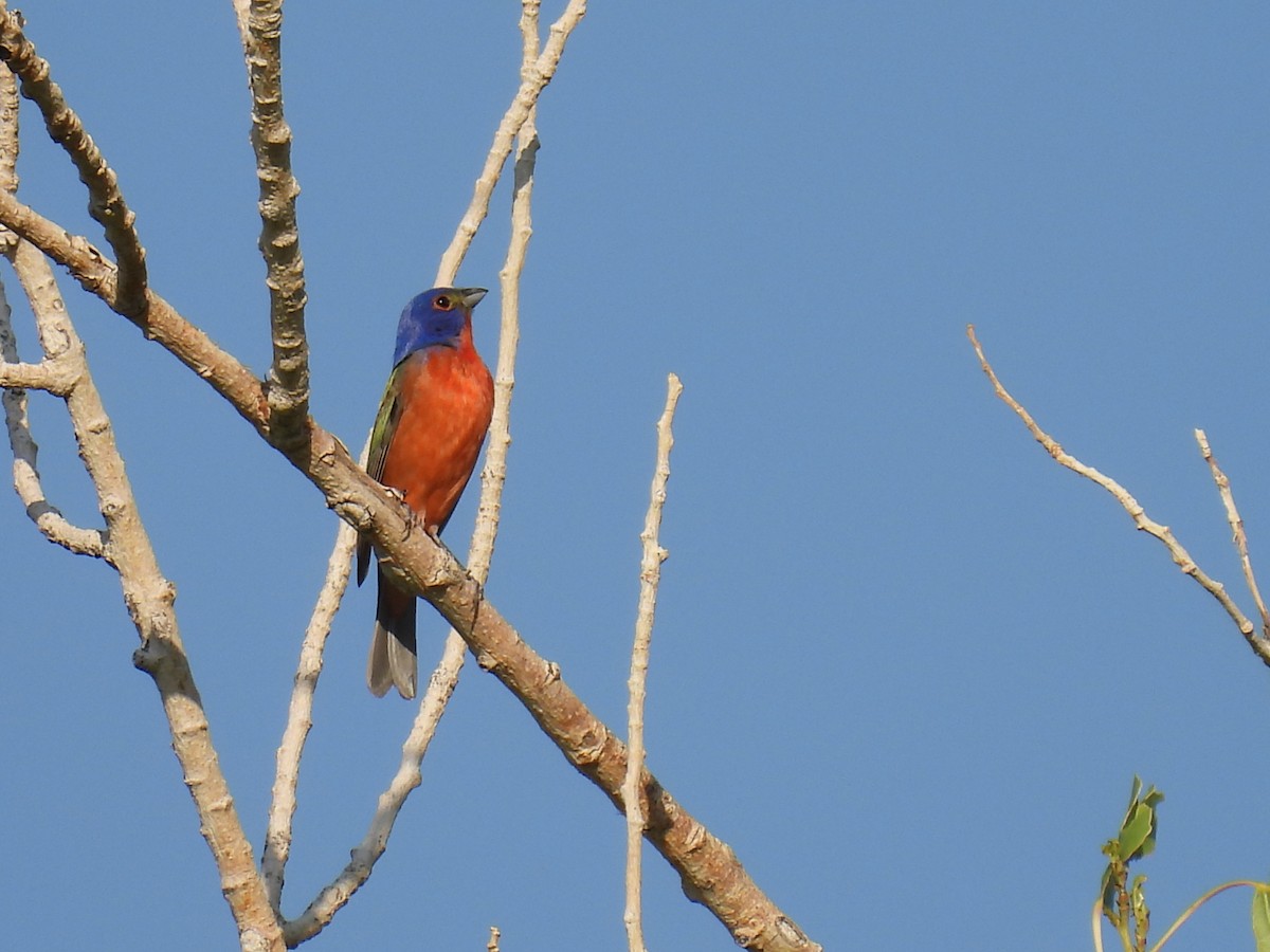 Painted Bunting - ML460788771