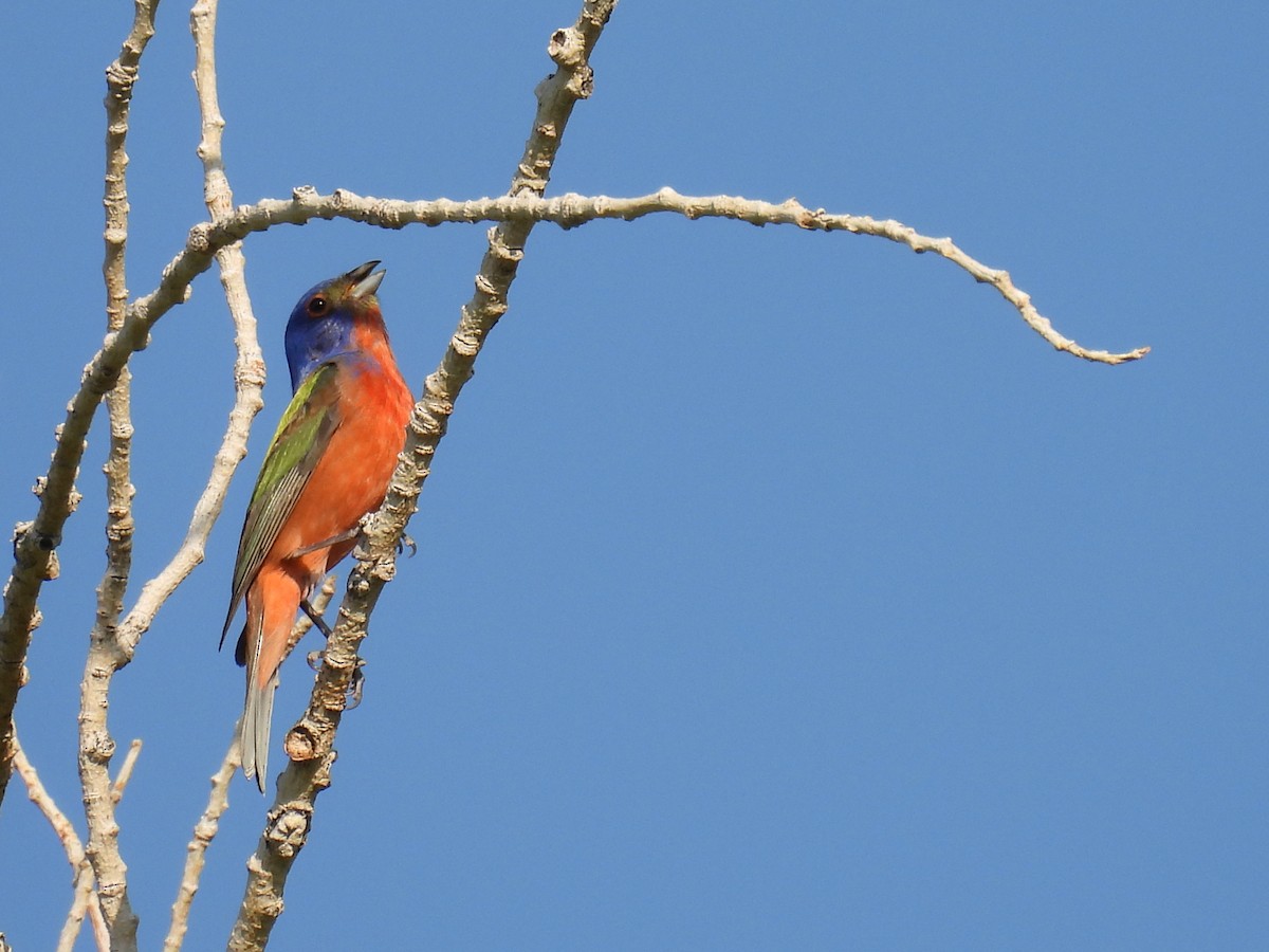 Painted Bunting - ML460788781