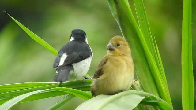 Variable Seedeater - ML460788801