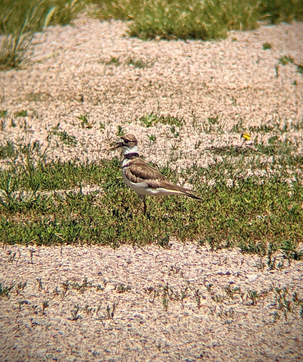 Killdeer - ML460789381