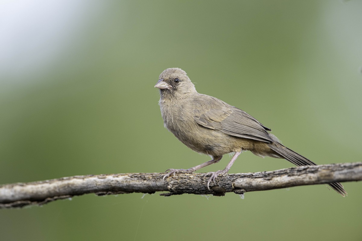 Abert's Towhee - Neil Rucker