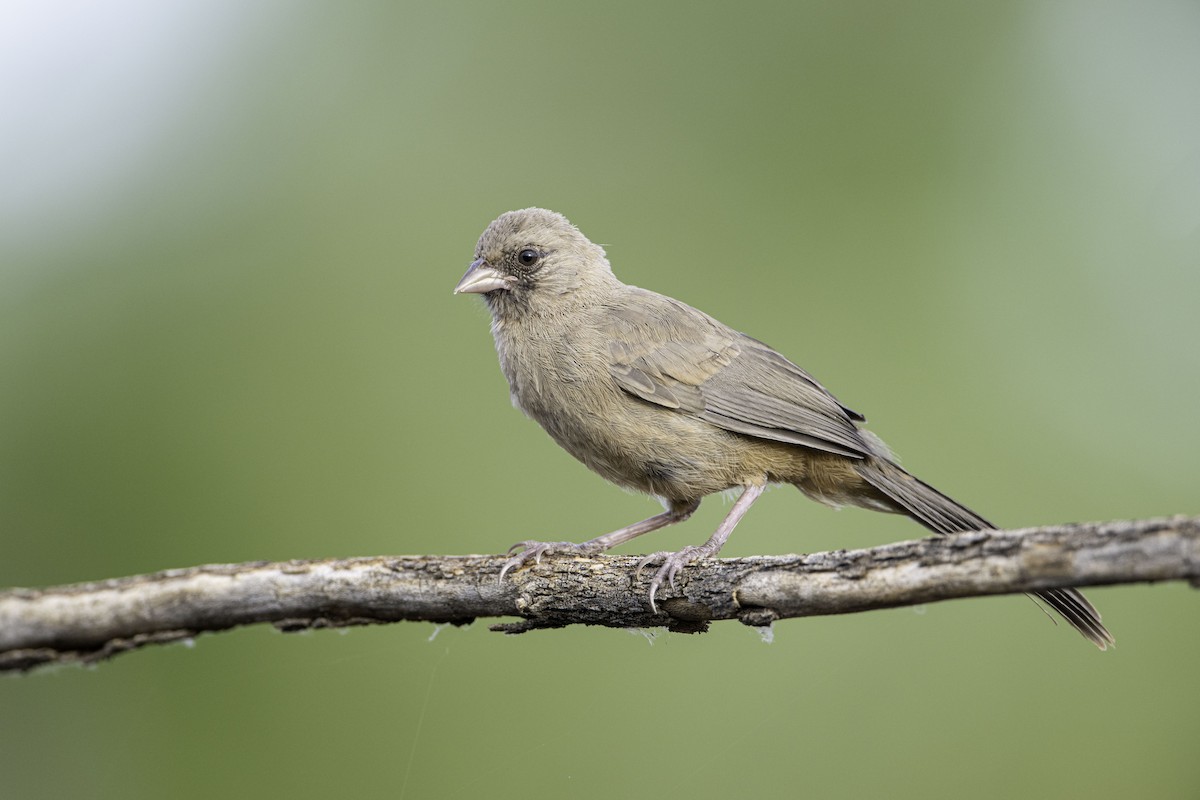 Abert's Towhee - ML460789971