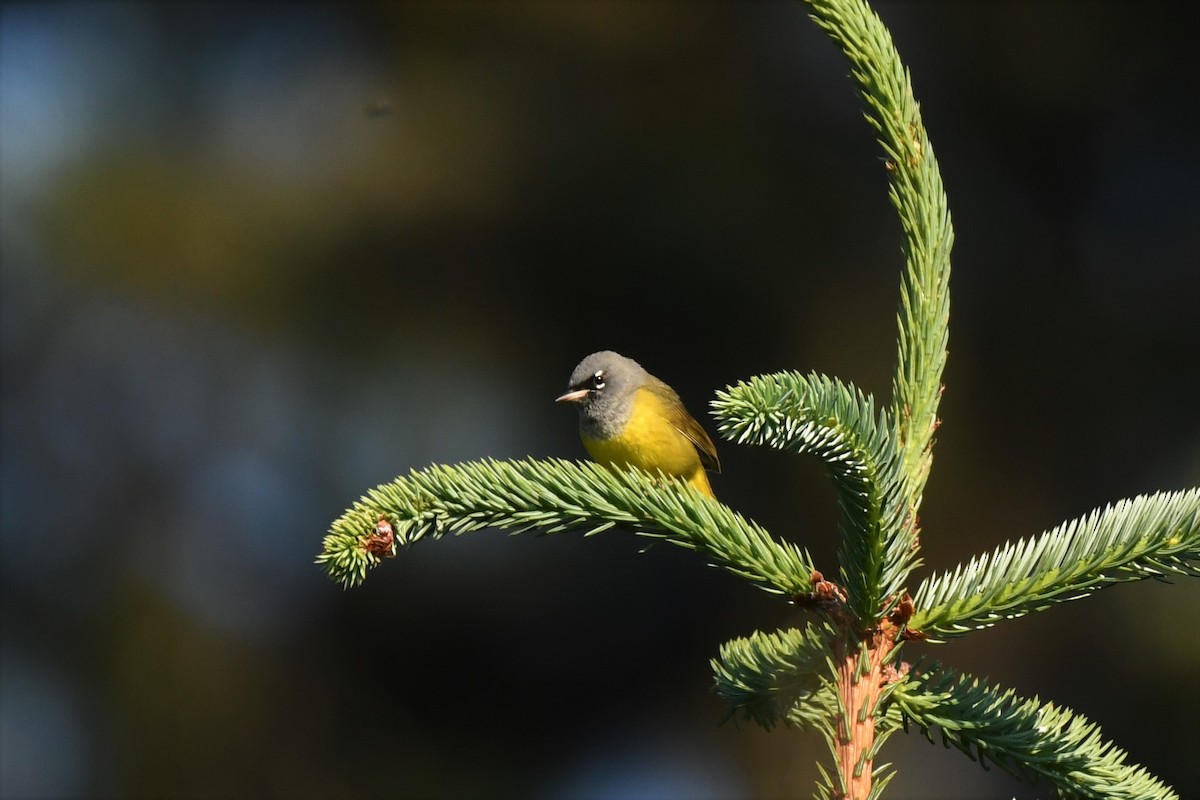 MacGillivray's Warbler - ML460790551