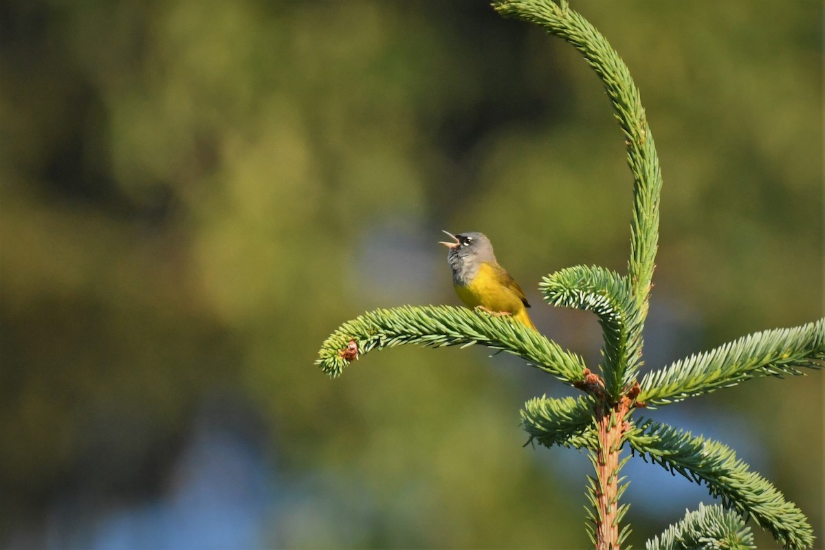 MacGillivray's Warbler - ML460790571