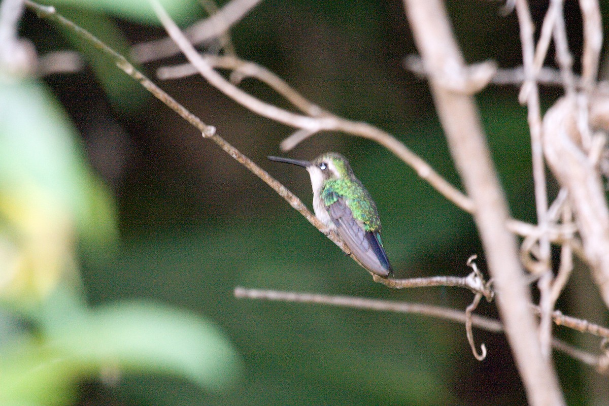 Blue-tailed Emerald - ML460791061