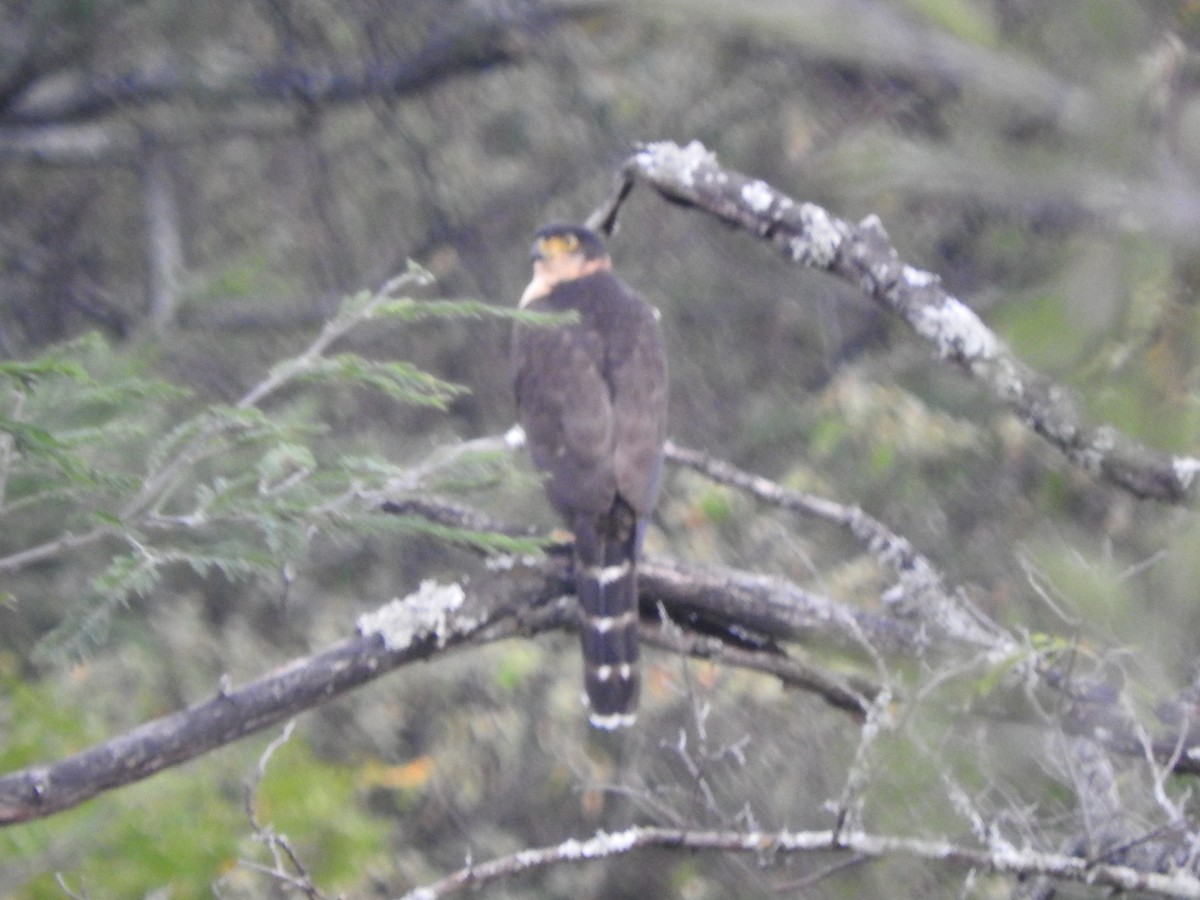 Collared Forest-Falcon - ML460792271