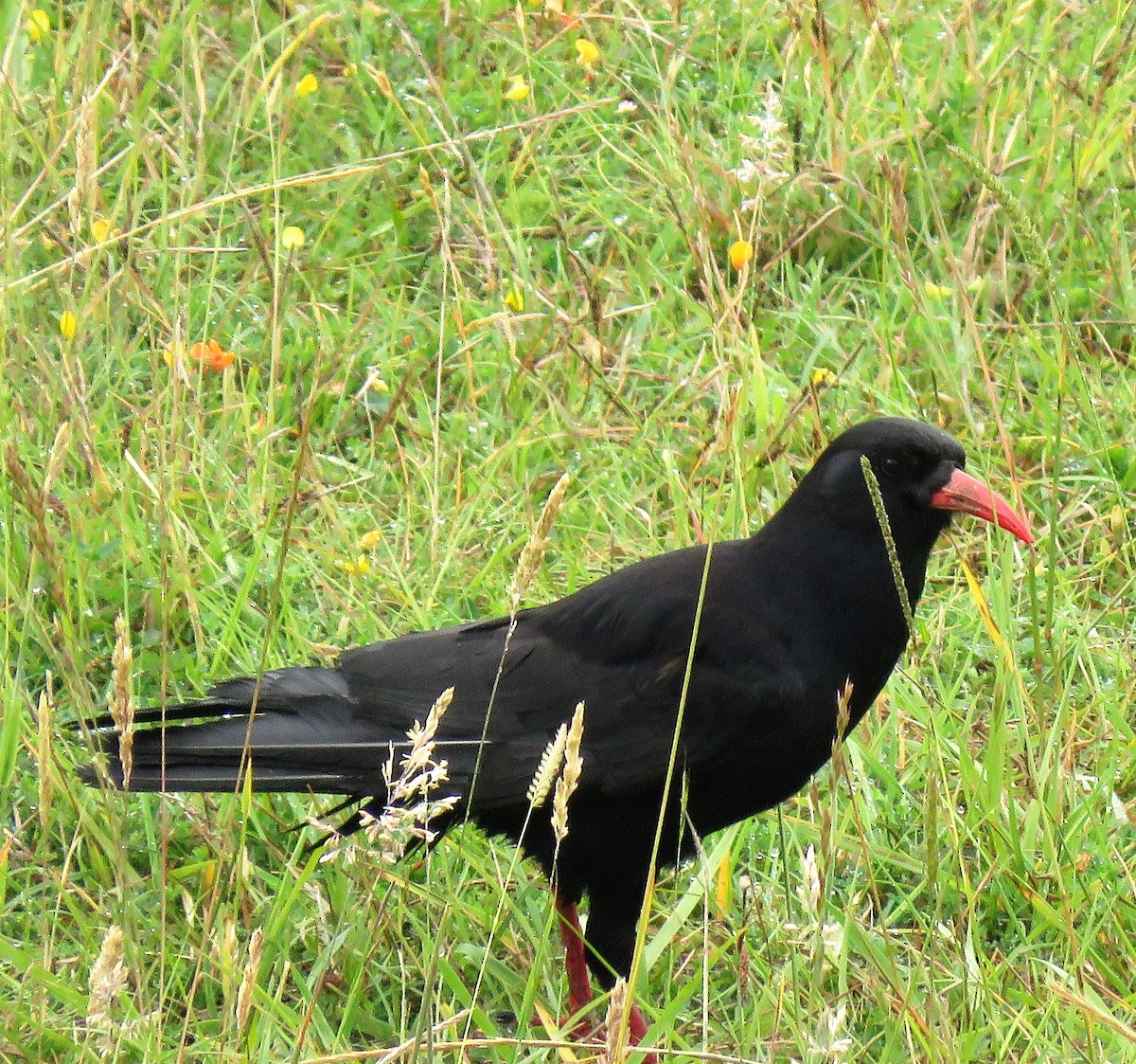 Red-billed Chough - ML460792441