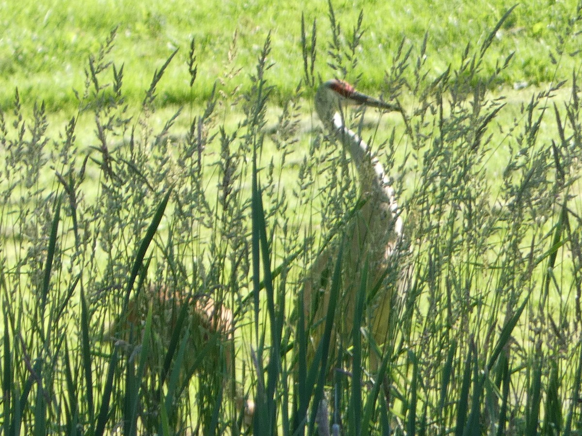 Sandhill Crane - Tom Wheatley