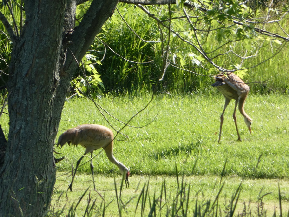 Sandhill Crane - ML460793311