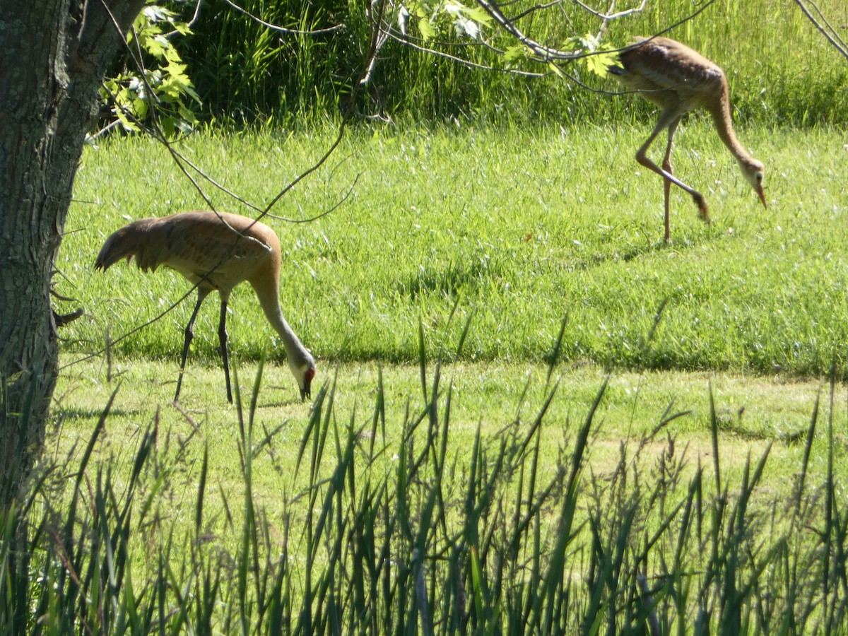 Sandhill Crane - ML460793331