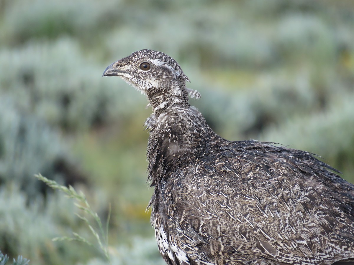 Greater Sage-Grouse - Will Baxter-Bray