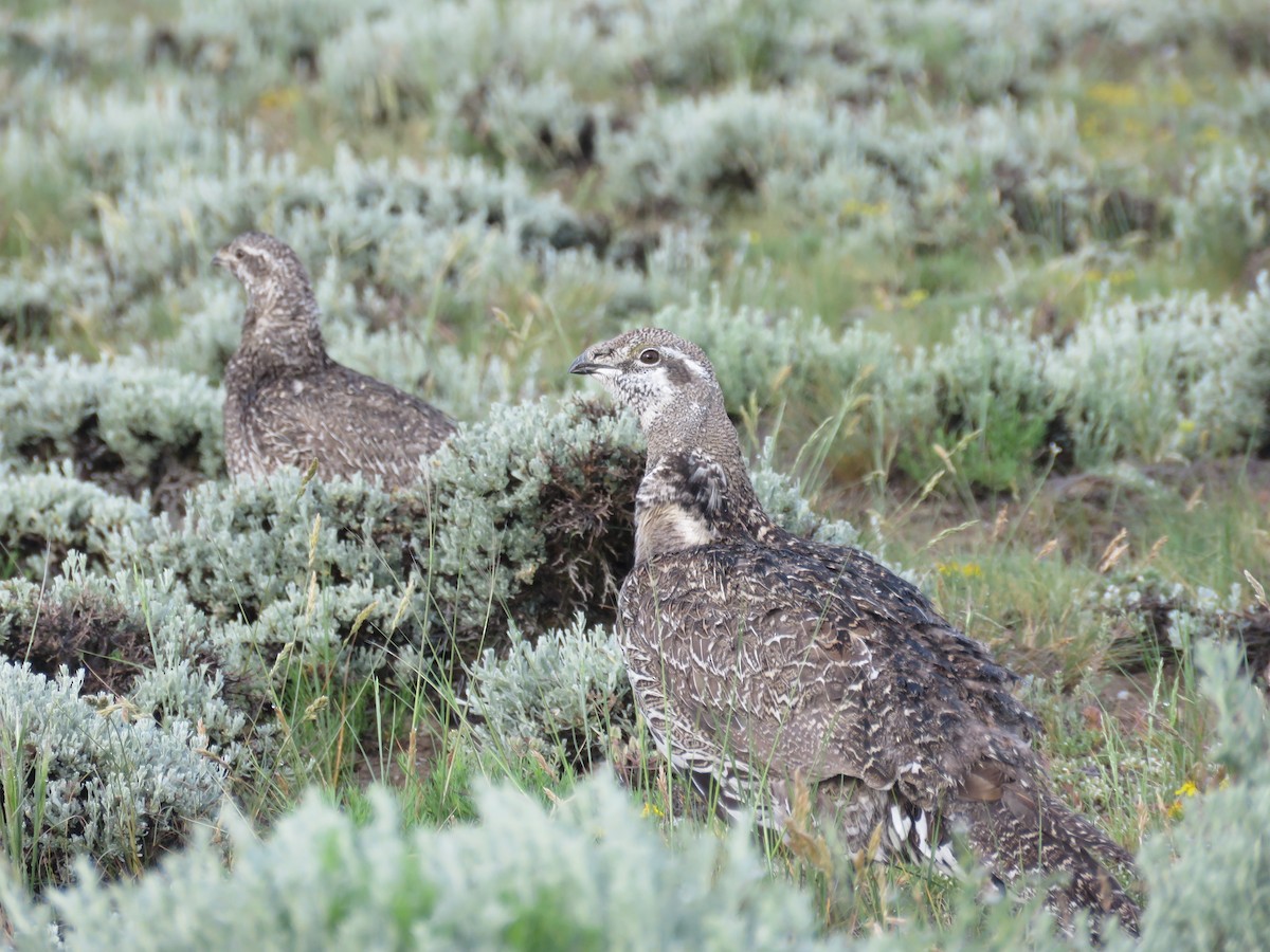 Greater Sage-Grouse - Will Baxter-Bray
