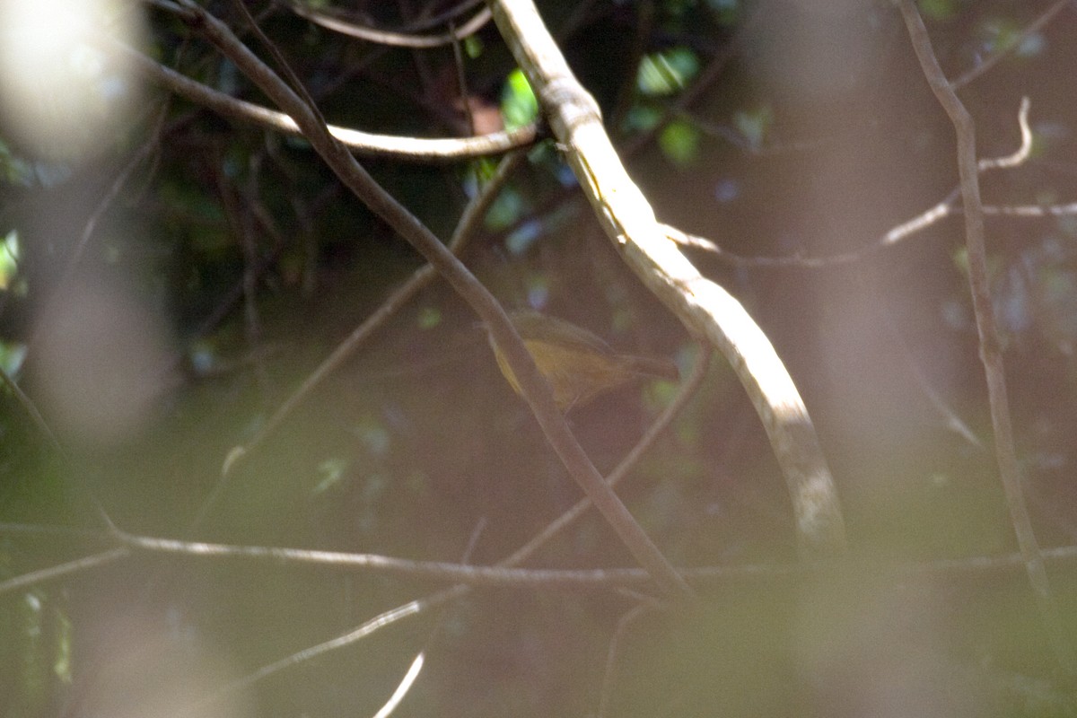 Sierra de Lema Flycatcher - ML460794751