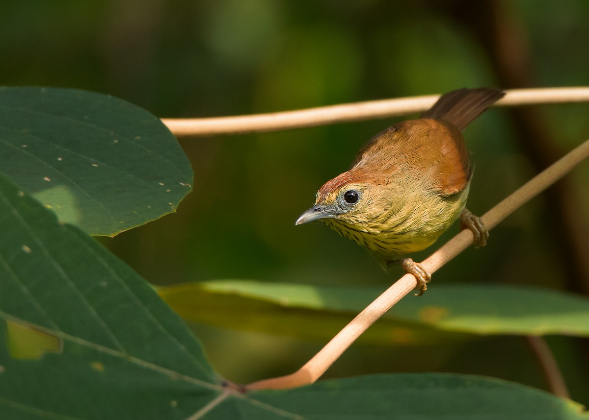 Pin-striped Tit-Babbler (Pin-striped) - ML460795611