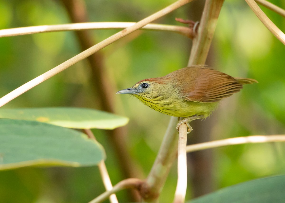 Pin-striped Tit-Babbler (Pin-striped) - ML460795621