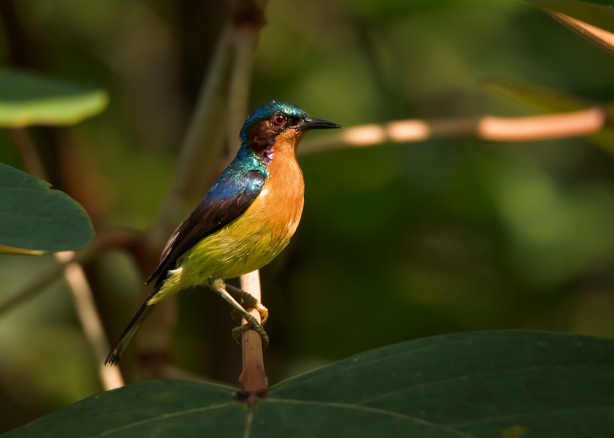 Ruby-cheeked Sunbird - Ayuwat Jearwattanakanok