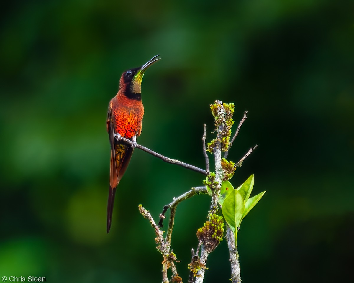 Colibrí Topacio - ML460796471