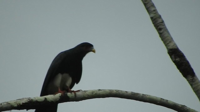 Red-throated Caracara - ML460797791