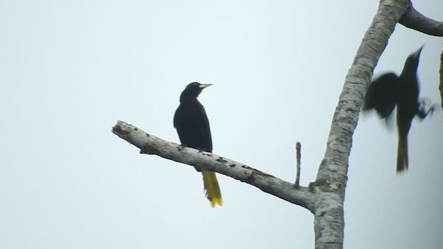 Red-throated Caracara - ML460798221