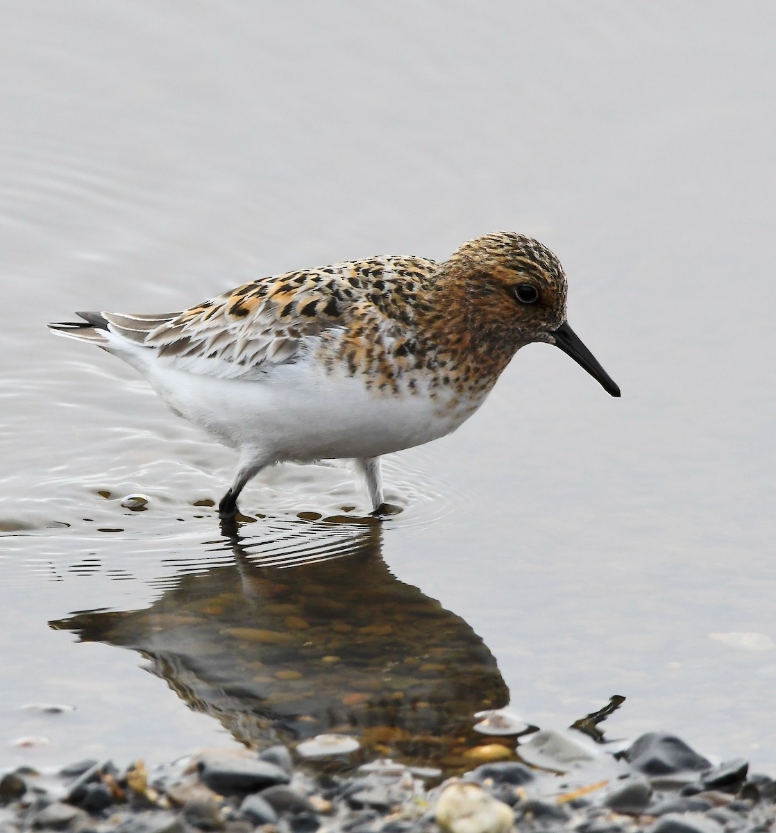 三趾濱鷸 - ML460798411