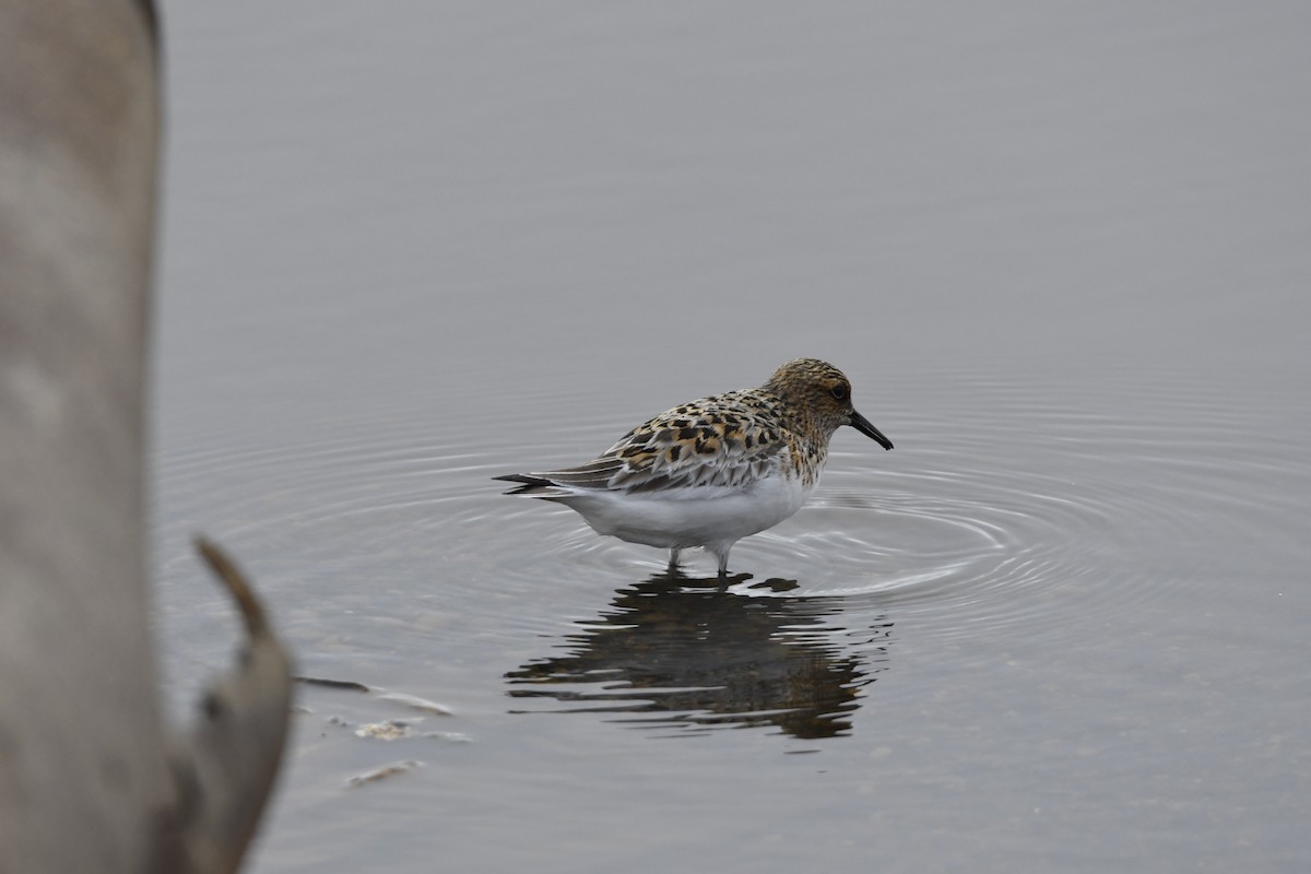 三趾濱鷸 - ML460798511