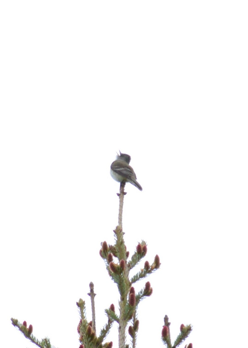 Willow Flycatcher - ML460799351