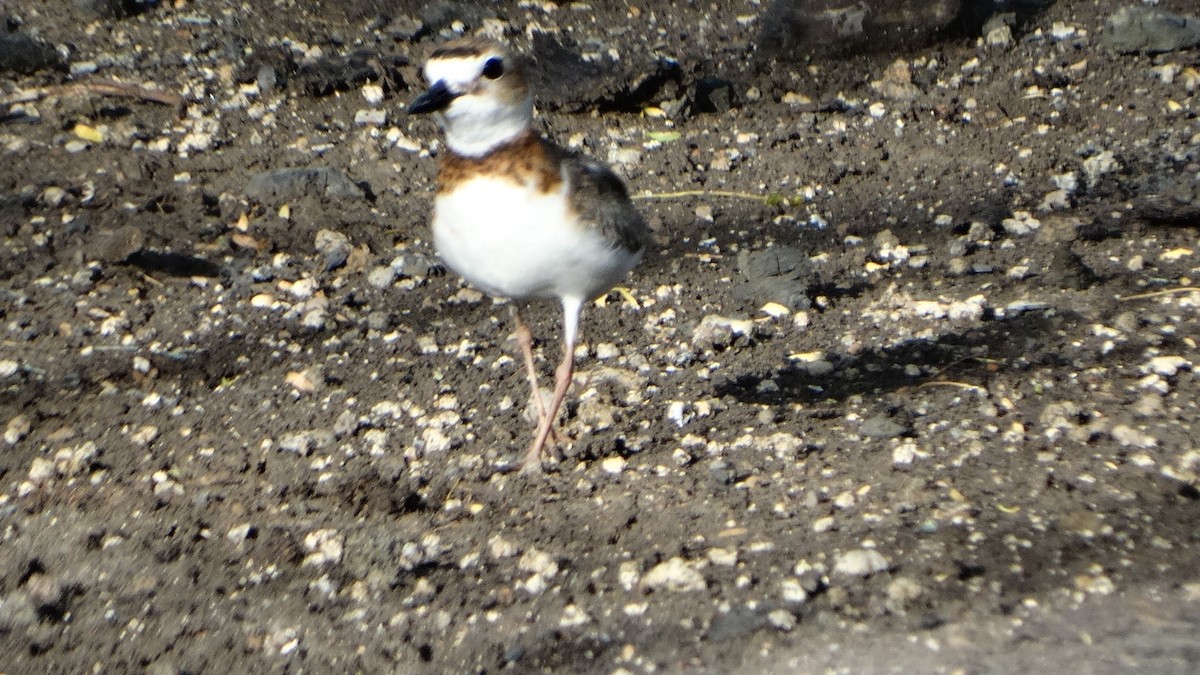 Wilson's Plover - ML460799631