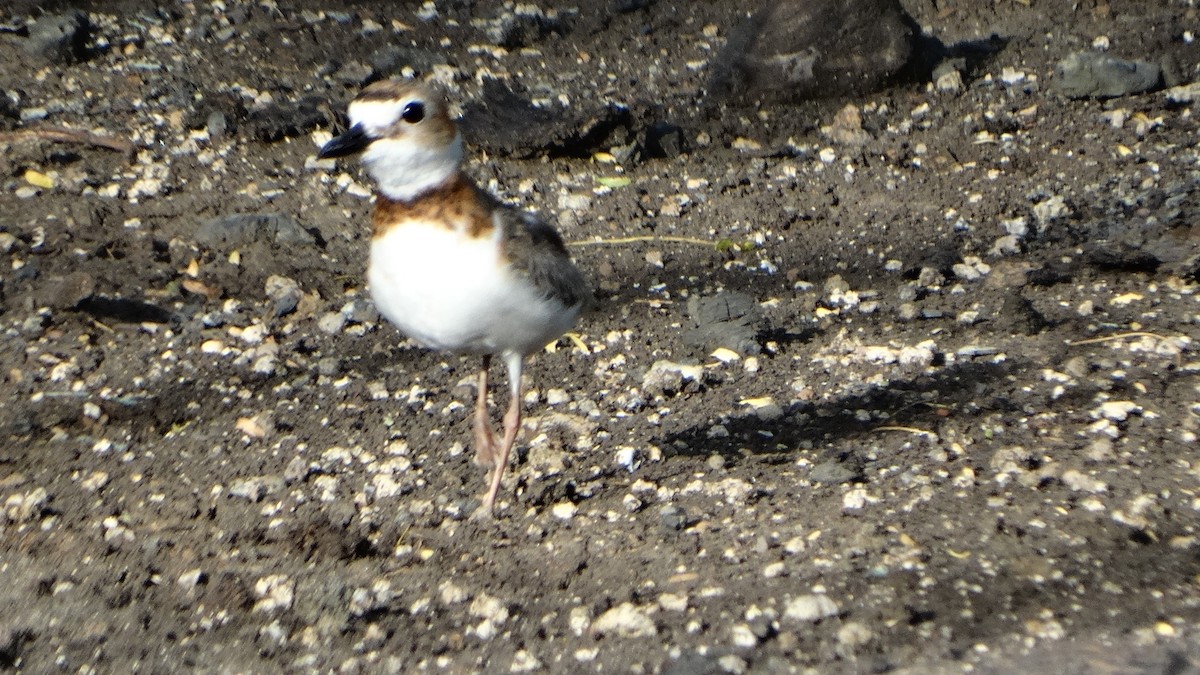 Wilson's Plover - ML460799641