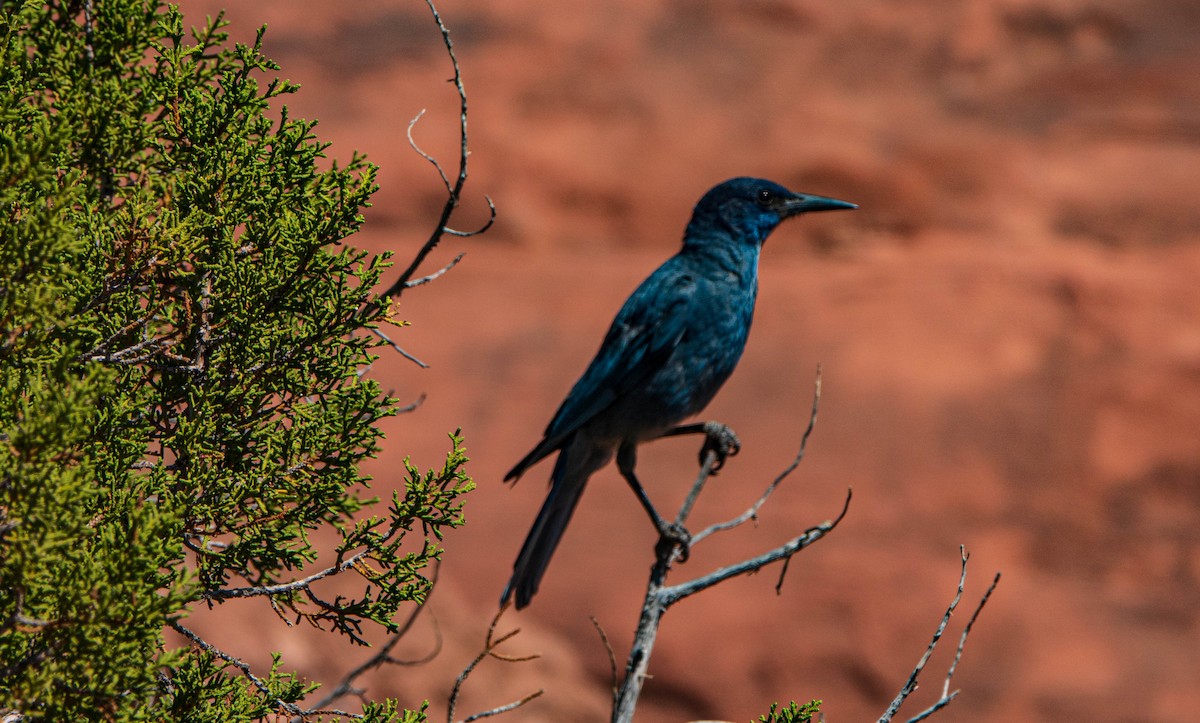 Pinyon Jay - ML460799721