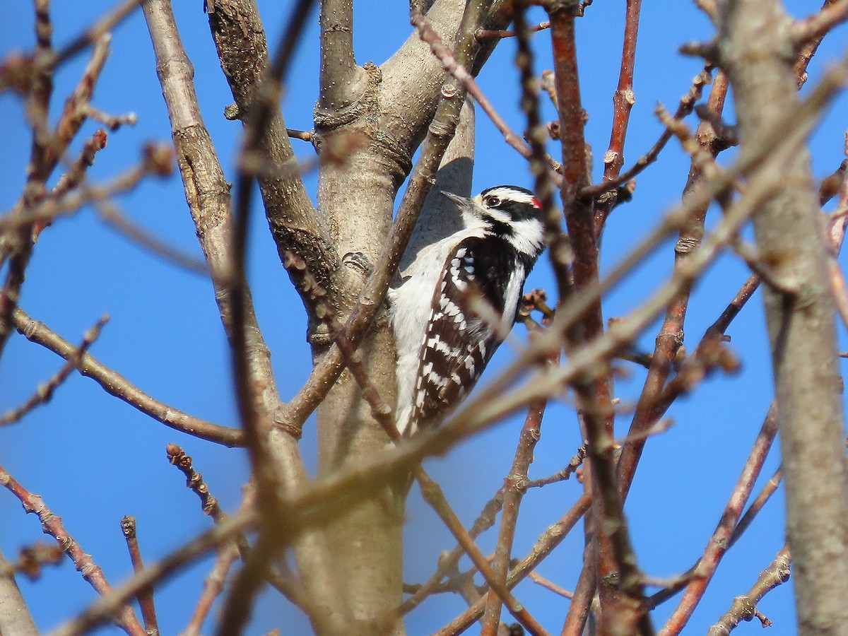 Downy Woodpecker - ML460799761