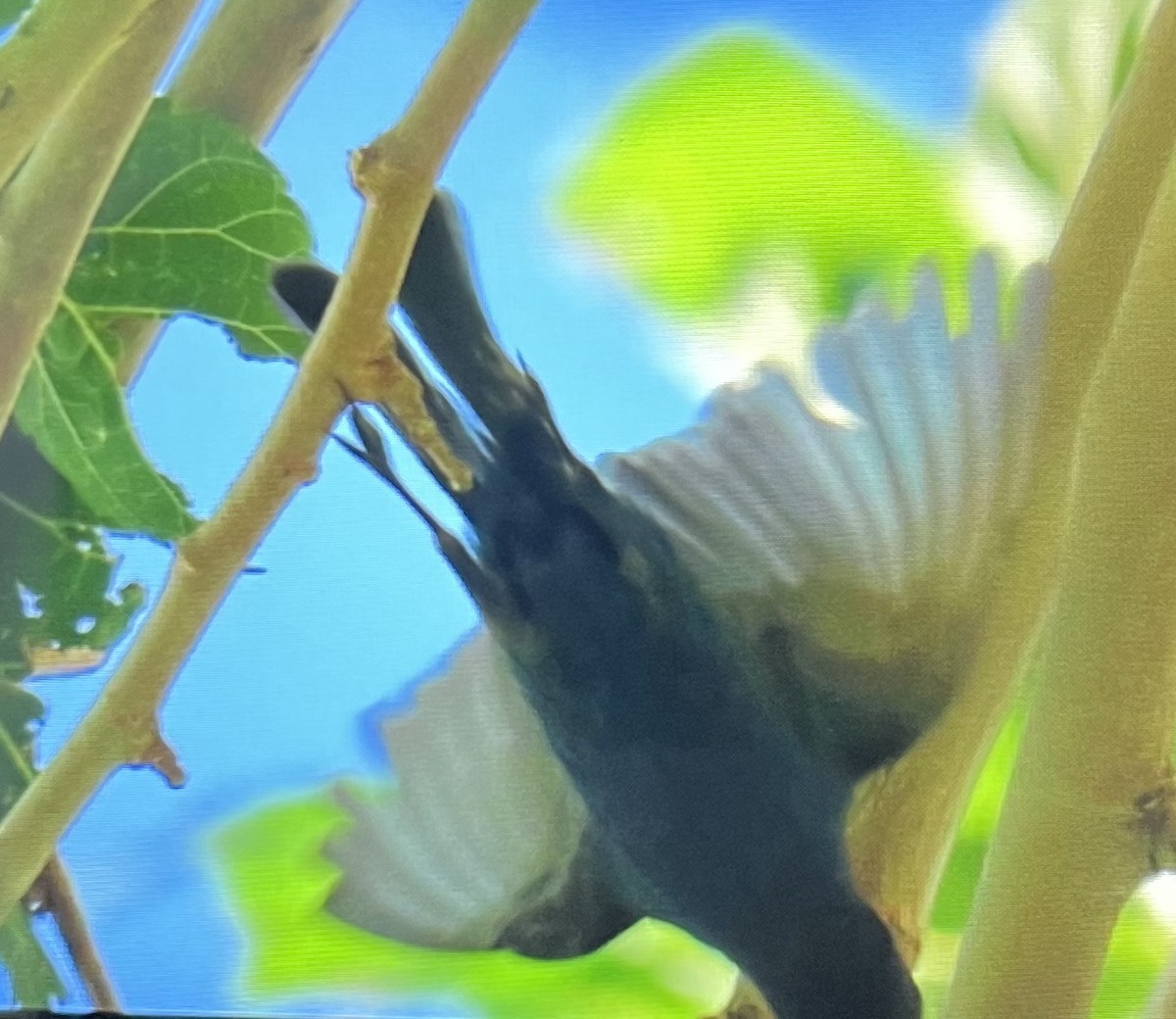 Indigo Bunting - Wren Willet