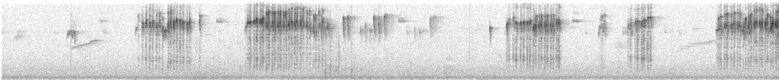 Tropfenbrust-Stachelschwanz - ML460800501