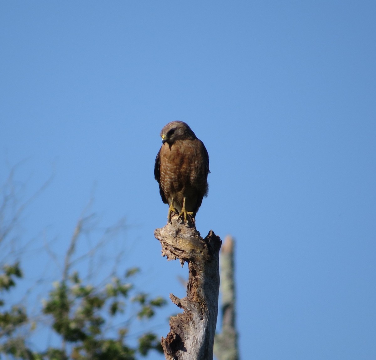 Red-shouldered Hawk - ML460801251