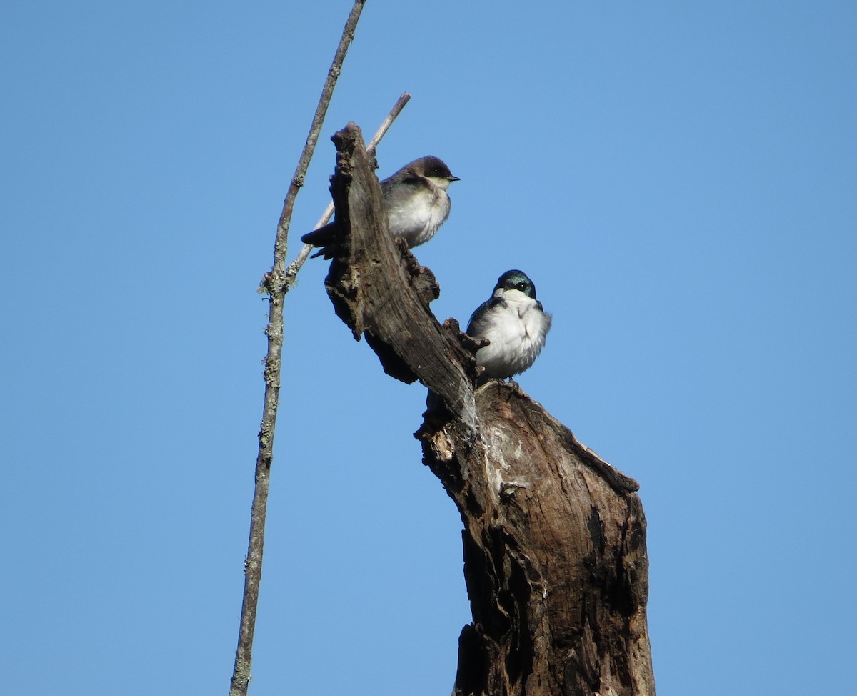 Northern Rough-winged Swallow - ML460801531