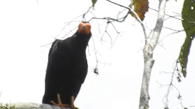 Black Caracara - ML460802261