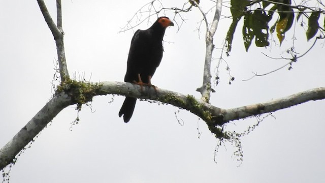 Black Caracara - ML460802281