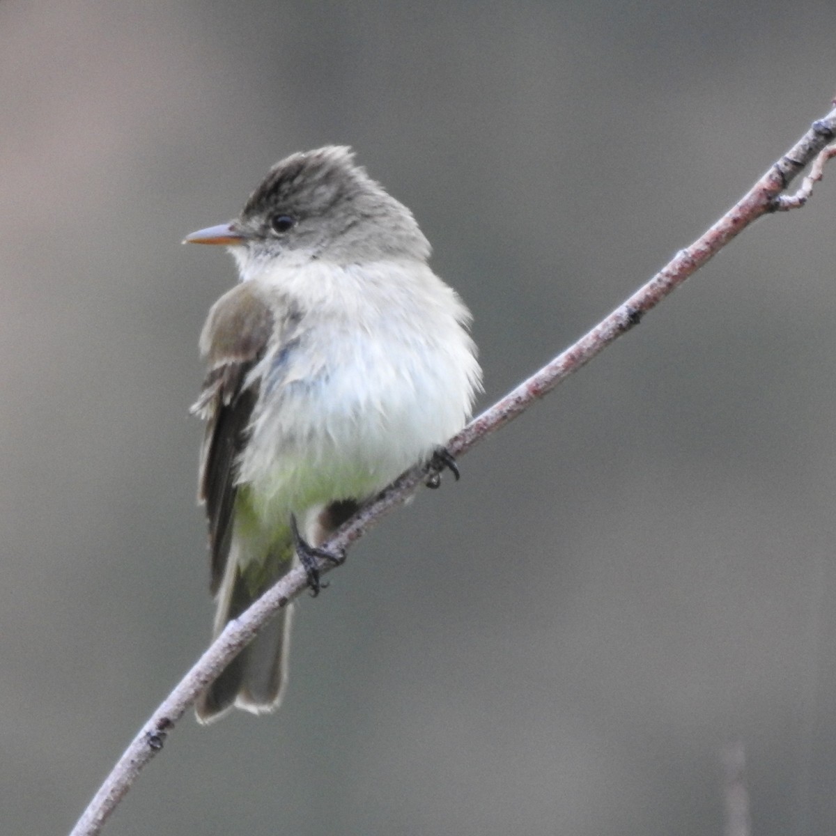 Willow Flycatcher - ML460803341