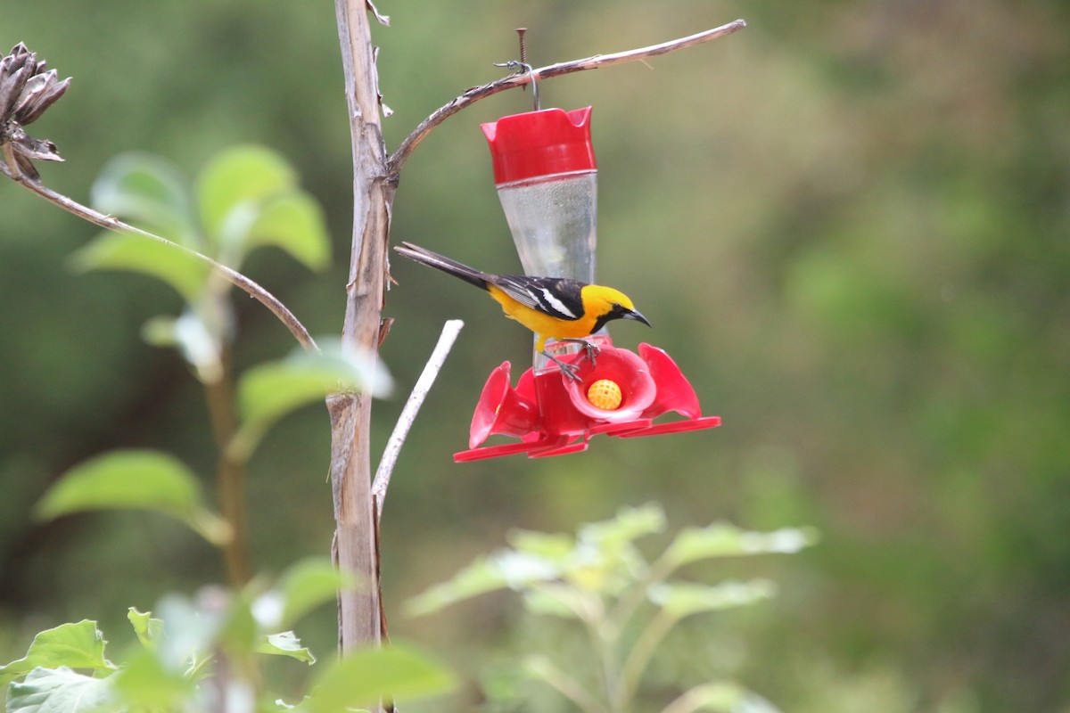 Oriole masqué - ML460804151