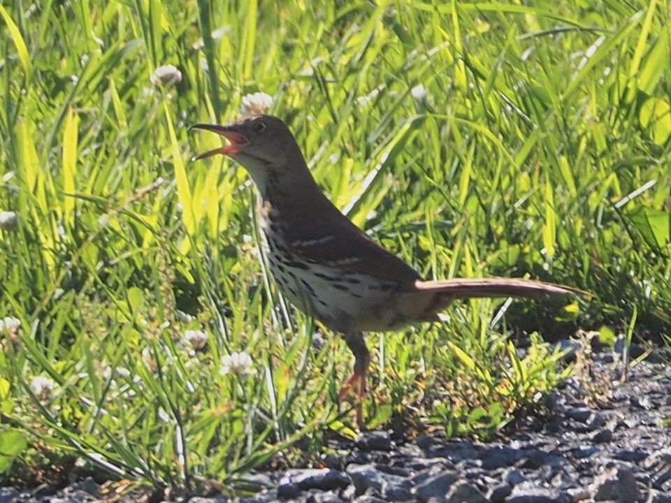 Brown Thrasher - Kenta Togo