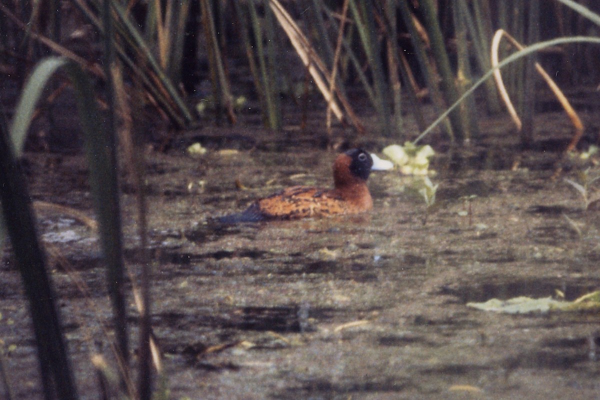 Masked Duck - ML460805761