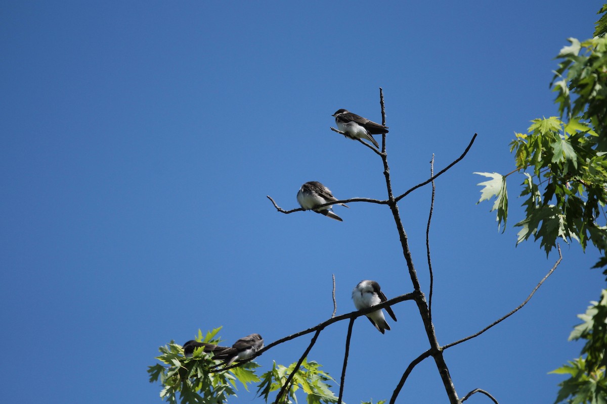 Tree Swallow - ML460806791