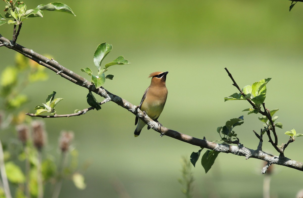 Cedar Waxwing - ML460806991