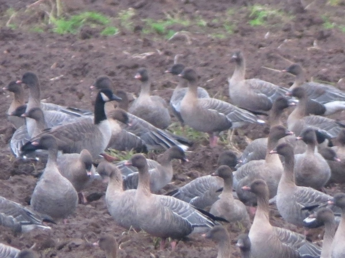 Canada Goose - ML460807221