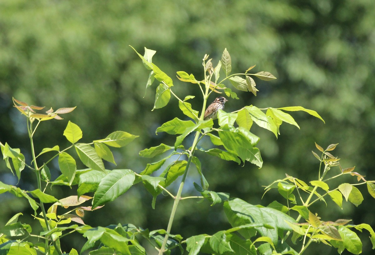 Song Sparrow - ML460807371