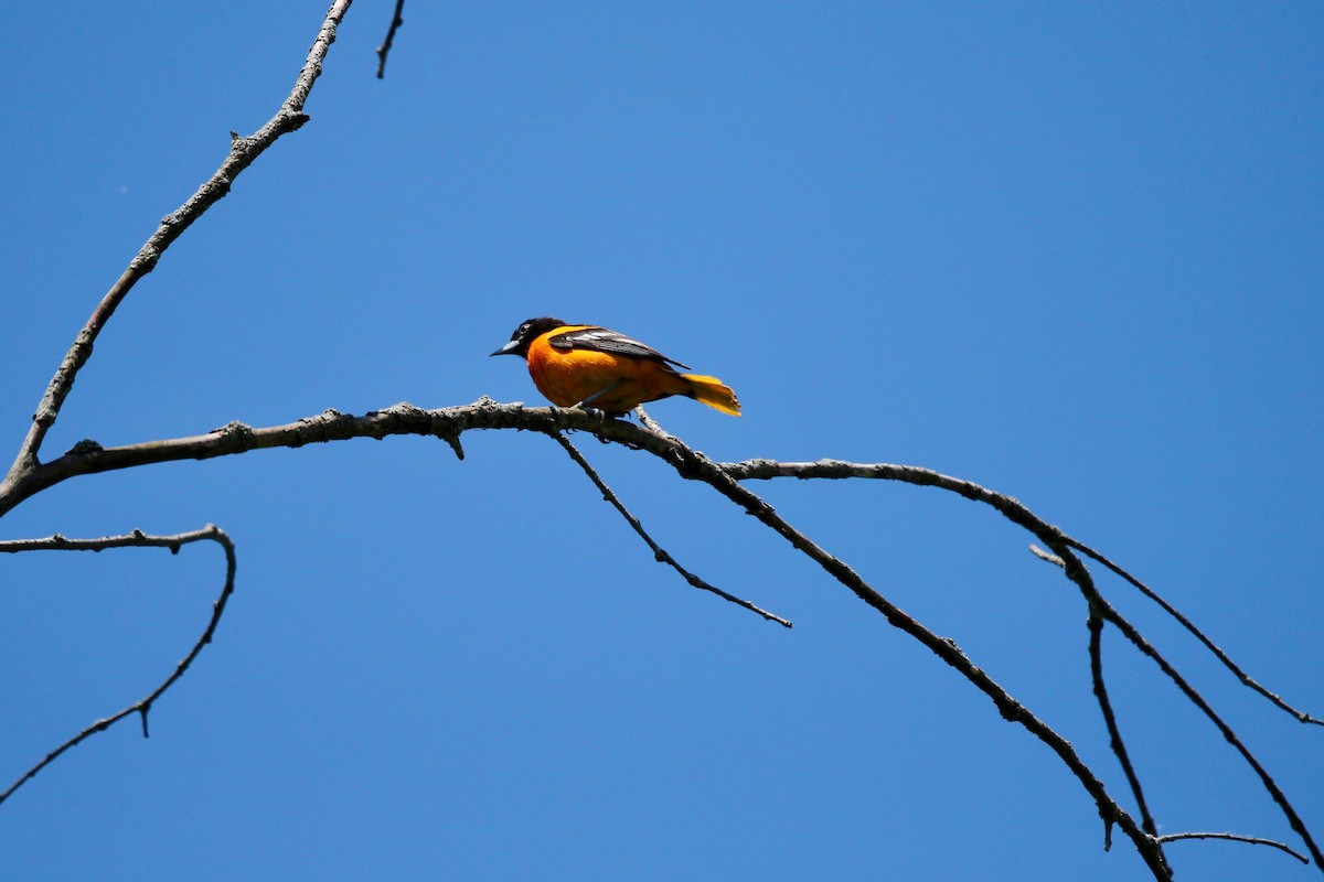 Baltimore Oriole - ML460807941
