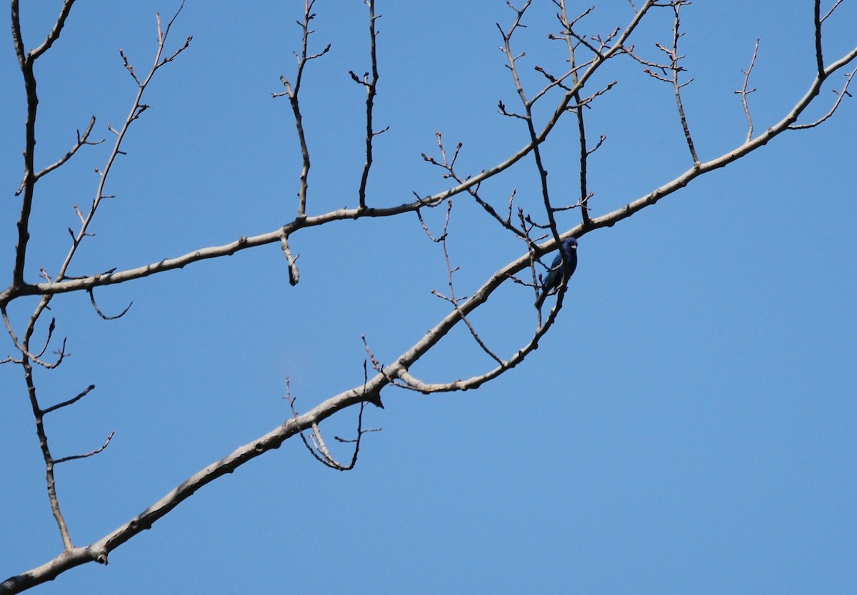 Indigo Bunting - ML460808301