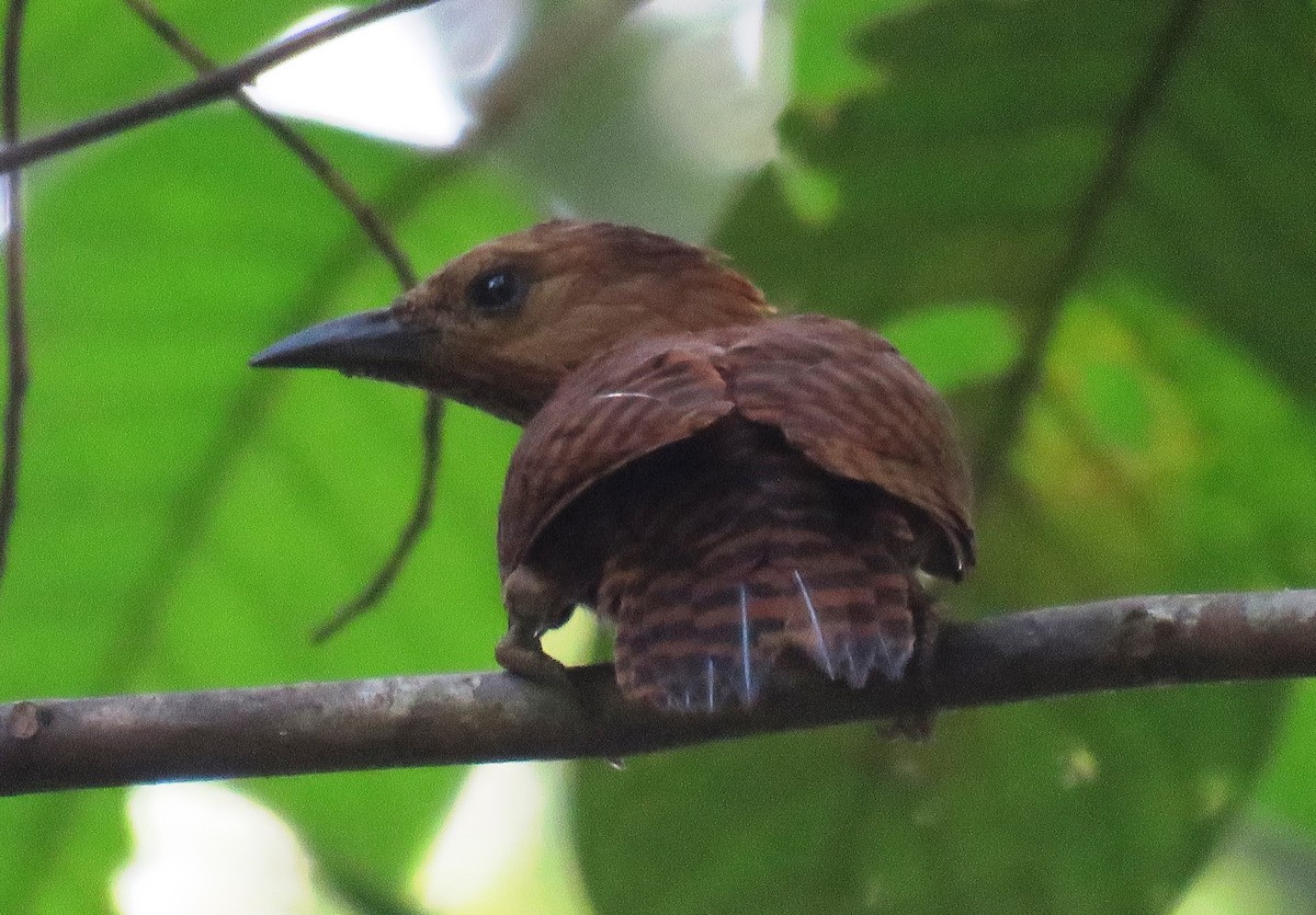 Rufous Woodpecker - ML460808341